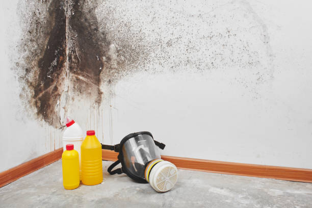 Best DIY Mold Remediation Support Services in Guyton, GA