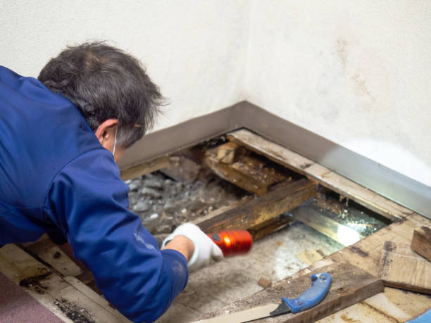 Best Mold Remediation for Schools in Guyton, GA