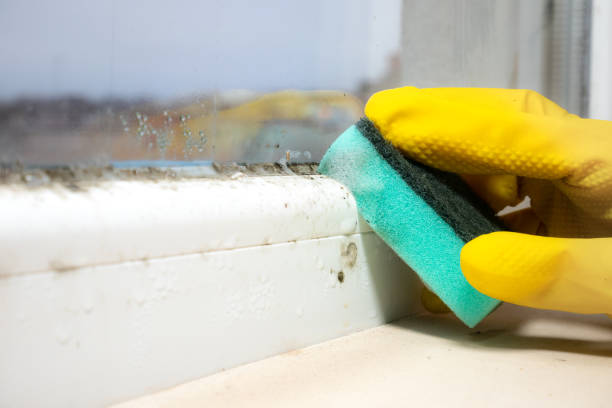 Best Basement Mold Remediation in Guyton, GA