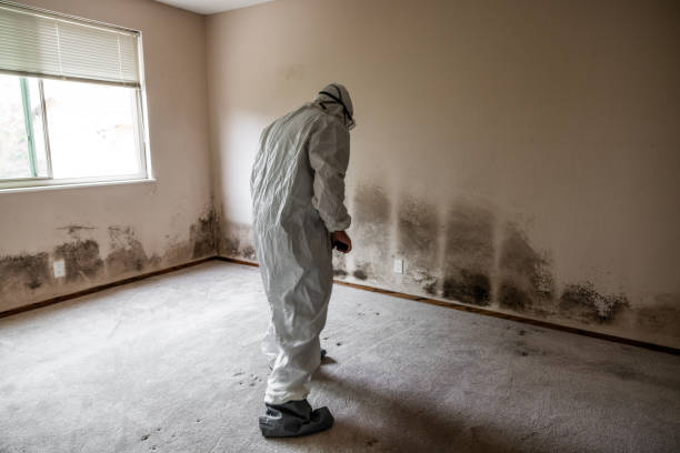 Best Localized Mold Remediation (e.g., coastal areas, humid climates) in Guyton, GA