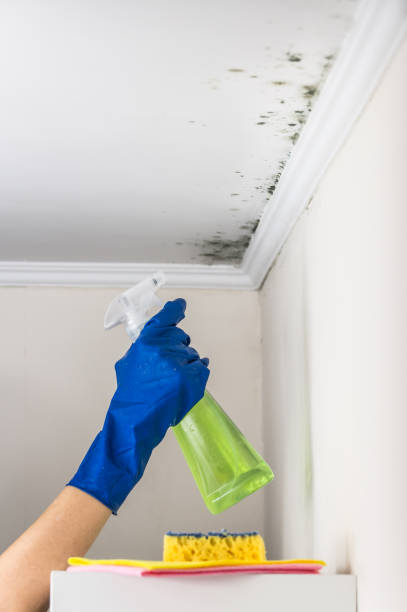 Best Residential Mold Remediation in Guyton, GA